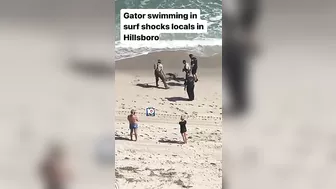 Gator swimming in surf shocks locals in Hillsboro Beach #florida