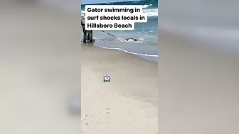 Gator swimming in surf shocks locals in Hillsboro Beach #florida