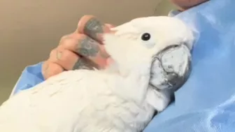 Neglected elderly cockatoo is finally happy