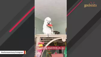 Neglected elderly cockatoo is finally happy