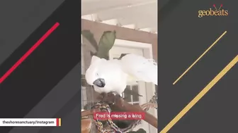 Neglected elderly cockatoo is finally happy