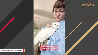 Neglected elderly cockatoo is finally happy