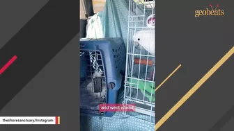 Neglected elderly cockatoo is finally happy