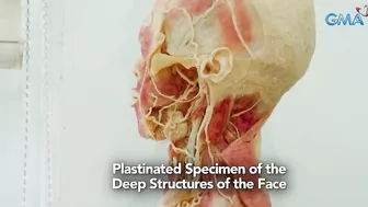 Magkano nga ba ang inaabot sa paggawa ng plastinated models? | I-Witness