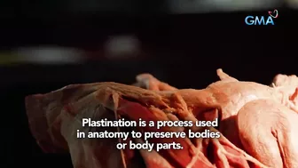 Magkano nga ba ang inaabot sa paggawa ng plastinated models? | I-Witness