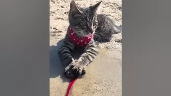 Adorable Cat with a Polka Dot Scarf Exploring the Beach