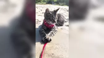 Adorable Cat with a Polka Dot Scarf Exploring the Beach