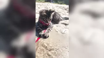 Adorable Cat with a Polka Dot Scarf Exploring the Beach