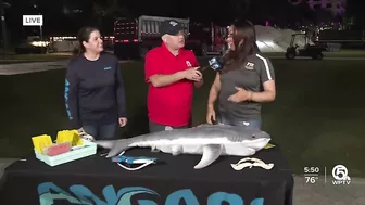 Shark research activities planned for LagoonFest Saturday in West Palm Beach