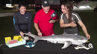 Shark research activities planned for LagoonFest Saturday in West Palm Beach