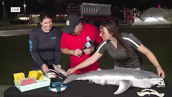 Shark research activities planned for LagoonFest Saturday in West Palm Beach