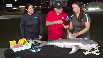 Shark research activities planned for LagoonFest Saturday in West Palm Beach