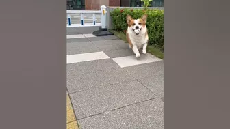 Flexible pet Corgi bends under fence to play fetch