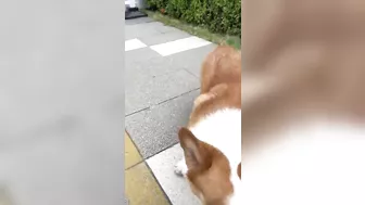 Flexible pet Corgi bends under fence to play fetch