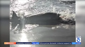 Shark activity closes stretch of Huntington Beach coastline