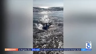 Shark activity closes stretch of Huntington Beach coastline