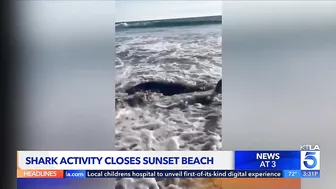 Shark activity closes stretch of Huntington Beach coastline