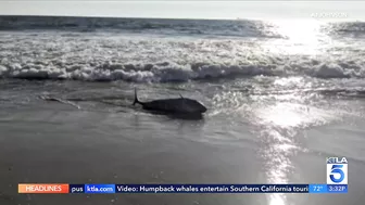 Shark activity closes stretch of Huntington Beach coastline