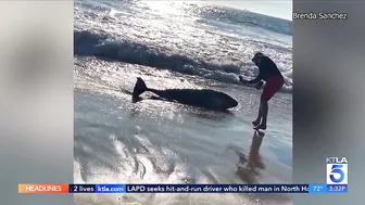 Shark activity closes stretch of Huntington Beach coastline