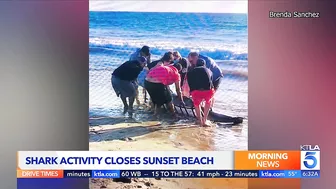 ‘Aggressive shark activity’ prompts closure of beach in Orange County