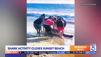 ‘Aggressive shark activity’ prompts closure of beach in Orange County