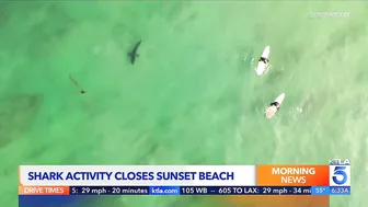 ‘Aggressive shark activity’ prompts closure of beach in Orange County