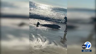 Sunset Beach in Orange County closed due to shark activity