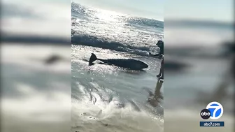 Sunset Beach in Orange County closed due to shark activity