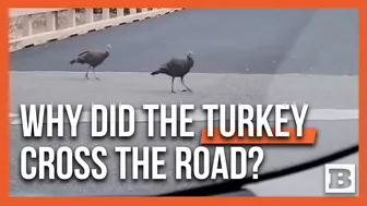 Wild Turkeys Politely Cross Road Using Crosswalk in Ormond Beach, Florida