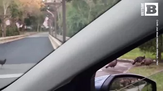 Wild Turkeys Politely Cross Road Using Crosswalk in Ormond Beach, Florida