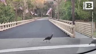 Wild Turkeys Politely Cross Road Using Crosswalk in Ormond Beach, Florida