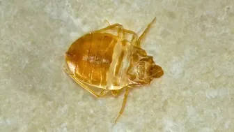 Tips to keep the bed bugs away during your next trip