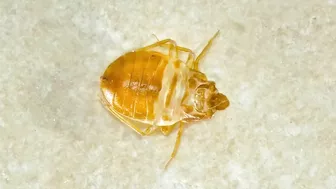 Tips to keep the bed bugs away during your next trip