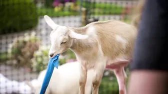 Goat Yoga: “I’m Getting Done By a Goat Here” | Gordon, Gino, and Fred's Road Trip