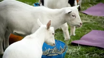 Goat Yoga: “I’m Getting Done By a Goat Here” | Gordon, Gino, and Fred's Road Trip