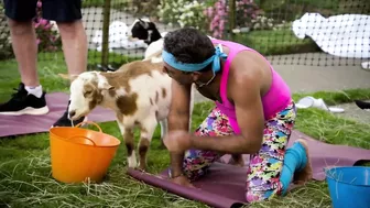 Goat Yoga: “I’m Getting Done By a Goat Here” | Gordon, Gino, and Fred's Road Trip