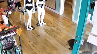 4-point buck smashes into Michigan lingerie store