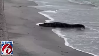 Strange Florida: 10-foot gator takes break on Florida beach