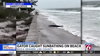 Strange Florida: 10-foot gator takes break on Florida beach