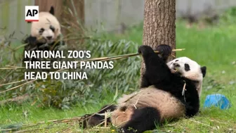 National Zoo's three celebrity giant pandas head home to China