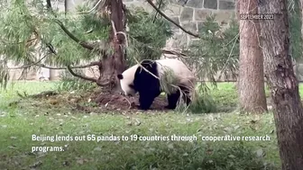 National Zoo's three celebrity giant pandas head home to China