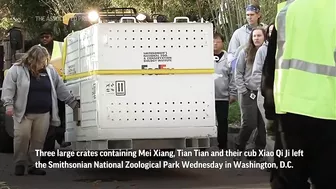 National Zoo's three celebrity giant pandas head home to China