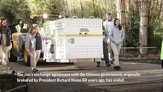 National Zoo's three celebrity giant pandas head home to China