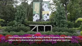 National Zoo's three celebrity giant pandas head home to China