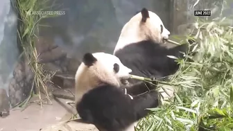 National Zoo's three celebrity giant pandas head home to China