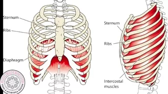 Thoracic Spine in Yoga - Online Yoga School