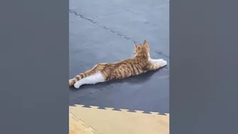 Un Gato da clases de Yoga ????