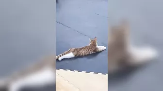 Un Gato da clases de Yoga ????