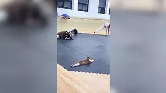 Un Gato da clases de Yoga ????