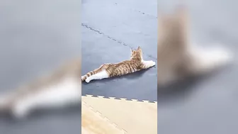 Un Gato da clases de Yoga ????